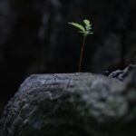 Cum să supraviețuiești vieții la cămin: Reguli nescrise și sfaturi practice